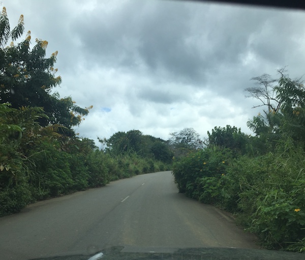 Entre Ambam et Ebolowa au Cameroun, une route mangée par la végétation